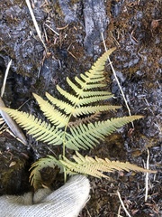 Pteridium aquilinum wightianum