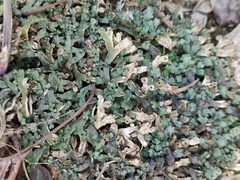 Marchantia emarginata