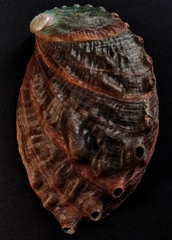 Haliotis discus hannai