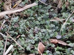 Marchantia emarginata