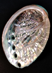 Haliotis discus hannai