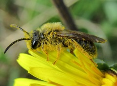 Andrena chrysosceles