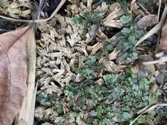 Marchantia emarginata