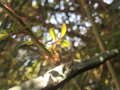 Rosa transmorrisonensis