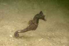 Hippocampus hippocampus