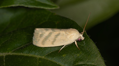 Earias paralella