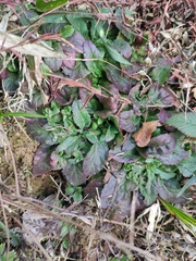 Ajuga ciliata