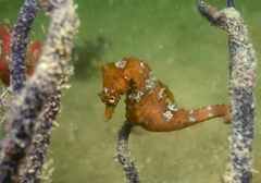 Hippocampus hippocampus