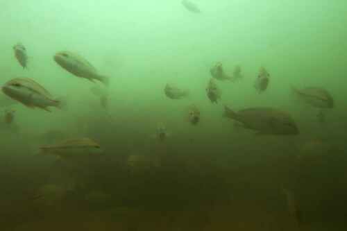 Rubberlip grunt (Plectorhinchus mediterraneus) — Haemulidae — 2