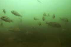 Plectorhinchus mediterraneus