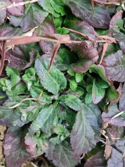 Ajuga ciliata