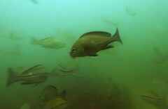 Plectorhinchus mediterraneus