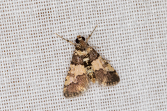 Nacoleia mesochlora