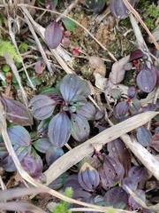 Melastoma dodecandrum