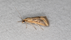 Achyra massalis