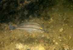 Plectorhinchus mediterraneus