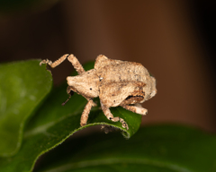 Oemethylus triangularis