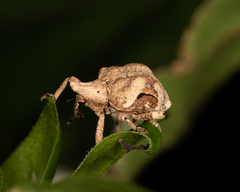 Oemethylus triangularis