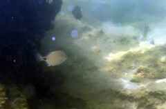 Diplodus