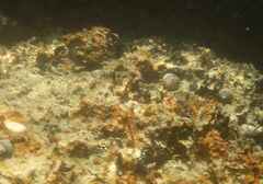 Diplodus