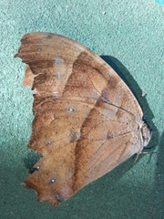 Melanitis leda
