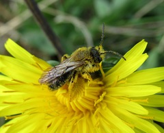 Andrena chrysosceles