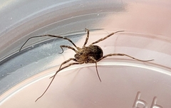 Odiellus pictus