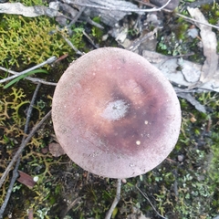 Russula lenkunya