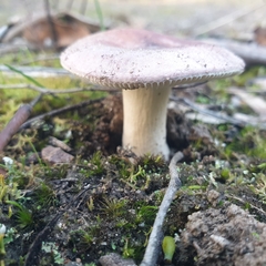 Russula lenkunya