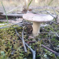 Russula lenkunya