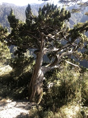 Juniperus morrisonicola