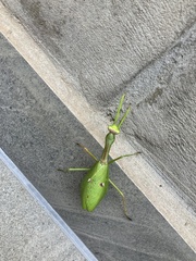 Stagmatoptera praecaria