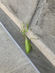 Stagmatoptera praecaria
