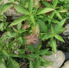 Ludwigia hyssopifolia