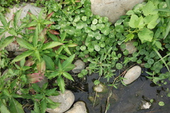 Ludwigia hyssopifolia