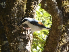 Pteruthius aeralatus