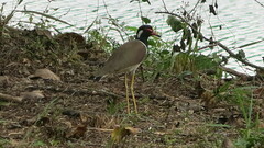 Vanellus indicus atronuchalis