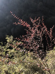 Berberis morrisonensis