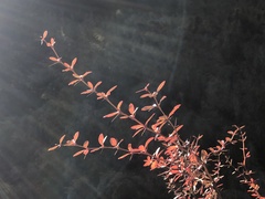 Berberis morrisonensis