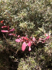 Berberis morrisonensis
