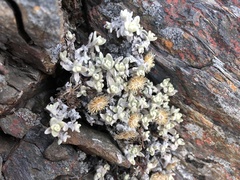 Anaphalis nepalensis