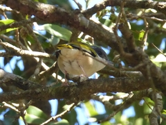 Pteruthius aeralatus