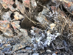 Anaphalis nepalensis