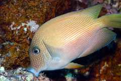 Ctenochaetus cyanocheilus