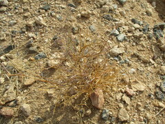 Cleome semitetrandra