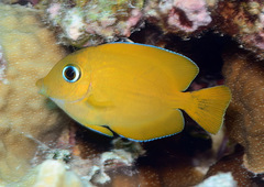 Ctenochaetus cyanocheilus