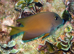 Ctenochaetus cyanocheilus