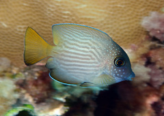 Ctenochaetus cyanocheilus