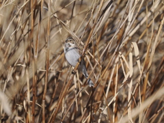Emberiza pallasi