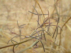 Cleome semitetrandra